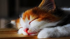 Animals cats sleeping Kittens