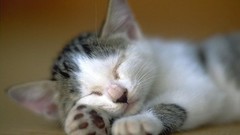 Animals cats sleeping Kittens