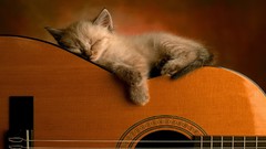 Animals cats sleeping Kittens guitars
