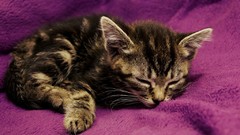 Animals cats sleeping Kittens pets feline