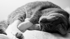 Animals cats sleeping monochrome