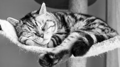 Animals cats sleeping monochrome