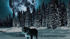 Animals cats sleeping paws