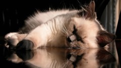 Animals cats sleeping pets