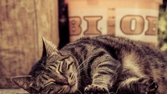 Animals cats sleeping pets