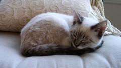 Animals cats sleeping siamese