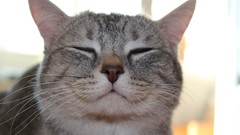 Animals cats smiling