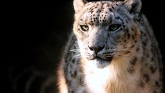 Animals cats snow leopards