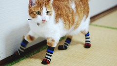 Animals cats socks stripes pets striped legwear domestic cat