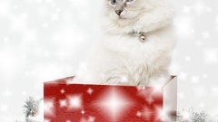 Animals cats sparkles Christmas gifts Christmas ornament