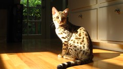 Animals cats Spotted