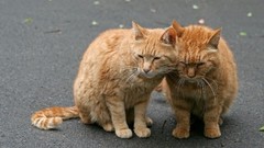 Animals cats streets