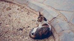 Animals cats streets