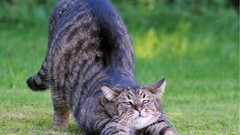 Animals cats stretching