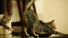 Animals cats stretching