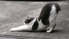 Animals cats stretching monochrome greyscale