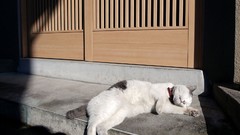 Animals cats sunlight