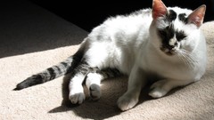 Animals cats sunlight