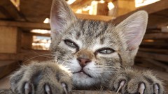 Animals cats sunlight