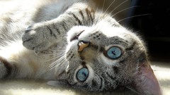 Animals cats sunlight blue eyes upside down