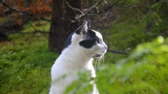 Animals cats sweden sunlight forests