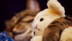 Animals cats teddy bears