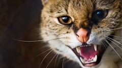 Animals cats teeth whiskers pets wildcat serval blurred 
