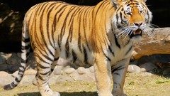 Animals cats Tigers Mammals