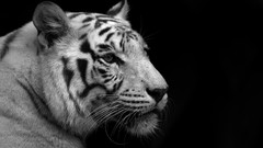 Animals cats Tigers monochrome feline greyscale