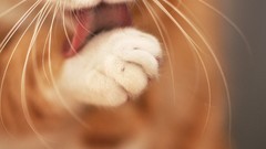 Animals cats tongue