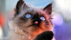 Animals cats tongue blue eyes