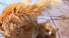 Animals cats tongue climbing