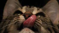 Animals cats tongue looking up