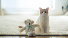 Animals cats Toys ben torode