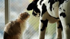Animals cats Toys Cows stuffed animals window panes