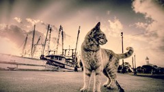 Animals cats Turkey vintage gato cross process