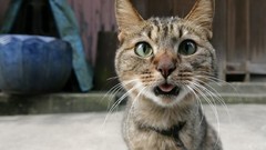 Animals cats Twisted funny