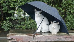 Animals cats Umbrellas