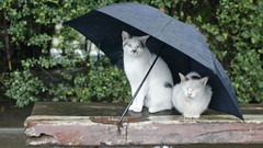 Animals cats Umbrellas