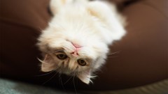 Animals cats upside down