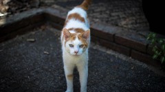 Animals cats Vignette