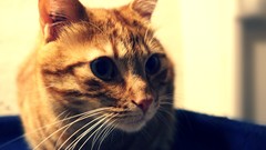 Animals cats vintage