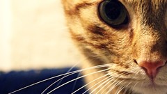 Animals cats vintage