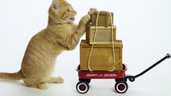 Animals cats white background