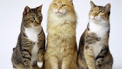 Animals cats white background