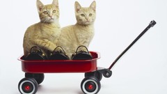 Animals cats white background