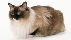 Animals cats white background