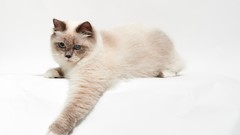 Animals cats white background