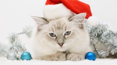 Animals cats white background christmas decorations christmas 