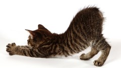 Animals cats white background feline